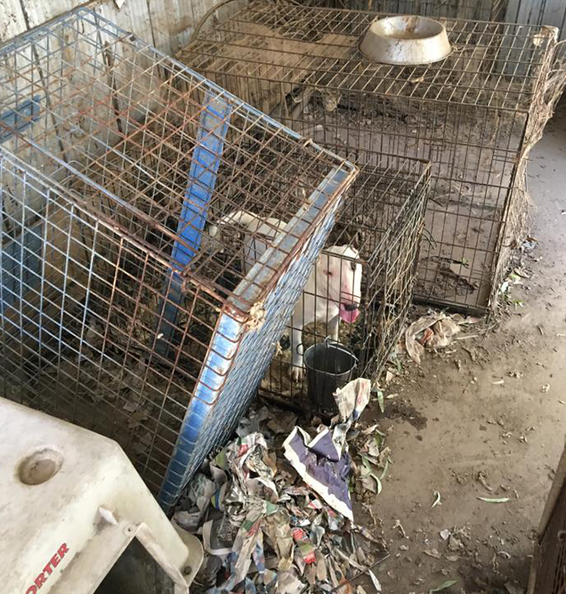 bull terrier breeder charged living conditions rspca inspectors